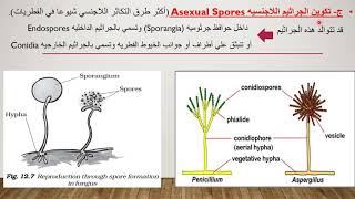 التكاثر في الفطرياتجزء اول التكاثر الخضري اللاجنسي VegetativeampAsexual reproduction in fungi [upl. by Eirrehc981]