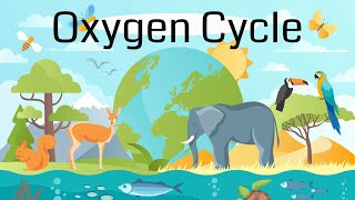 The Oxygen Cycle Explained [upl. by Zaob]