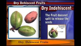 Dry DEHISCENT fruit [upl. by Ahsirat912]