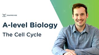 The Cell Cycle  Alevel Biology  OCR AQA Edexcel [upl. by Denni894]