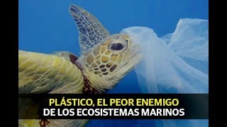 Plástico el peor enemigo de los ecosistemas marinos [upl. by Nebeur573]