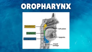 Oropharynx Anatomy  Definition Location Boundaries Lymphatics Functions [upl. by Bever945]