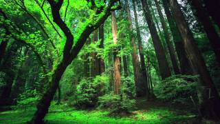 Peru Amazon Ayahuasca Shamanic Songs [upl. by Guyon]