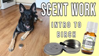 Intro to Birch Scent  Training K9 Scentwork Nosework Sport Detection [upl. by Malaspina938]