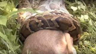 Giant Anaconda Eats Cow Alive  Wild Animals Attack [upl. by Retse300]