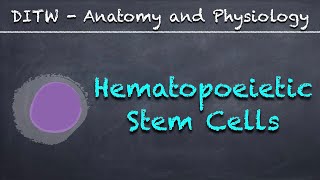 DITW  Hematopoietic Stem Cells [upl. by Laszlo975]