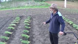 Plantando tomates con truco [upl. by Buatti]