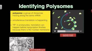 Polysomes 2016 IB Biology [upl. by Lika618]