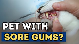 Gingivitis In Cats and Dogs 5 TOP Remedies [upl. by Stillmann]