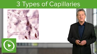 Capillary Exchange and Edema Animation [upl. by Adelaja]