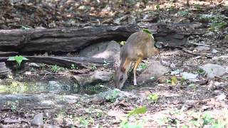 The Lesser MouseDeer is way too cute [upl. by Afirahs]