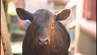 Weaning Calves off the cows [upl. by Milinda320]