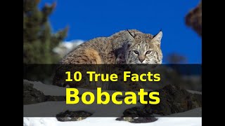 10 True Facts Bobcats [upl. by Jilli]