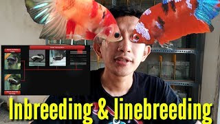 BETTA ABOUT LINEBREEDING AND INBREEDING [upl. by Farro56]