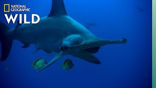 Hammerhead Shark’s Unique Features  Nat Geo WILD [upl. by Litnahs826]