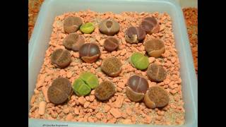 Lithops timelapse after watering [upl. by Ulphiah]