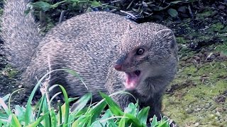 Hawaiian Mongoose [upl. by Isolt]