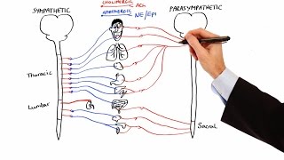 Pharmacology  AUTONOMIC NERVOUS SYSTEM MADE EASY [upl. by Elimaj]