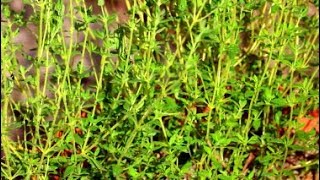 How to Grow Thyme from Seeds [upl. by Evanthe183]