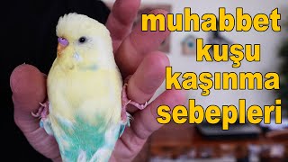 Muhabbet Kuşu Kaşınma Sebepleri [upl. by Kenn182]