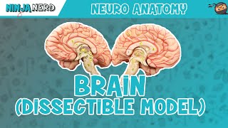 Anatomy of the Brain  Dissectible Model [upl. by Magnusson12]