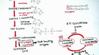 Glycogenesis [upl. by Giesecke]