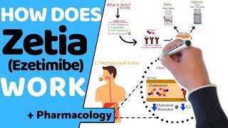 Statin Dosage Comparison Rosuvastatin vs Pitavastatin [upl. by Claire149]