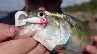 Finally Found Them Hybrids and SkipJack Ohio River dams [upl. by Tereb]