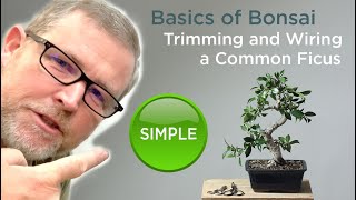 Bonsaify  Basics of Bonsai Trimming and Wiring a Ficus Tree [upl. by Leummas]