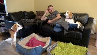 How Relaxing With Beagle Dogs Looks Like  Dogs Want Attention [upl. by Bergeron]