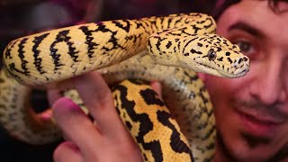 Carpet Pythons Reptile Tutorial  Best Pet Snake [upl. by Morlee]