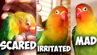 Lovebird Body Language Explained [upl. by Ahsinirt]