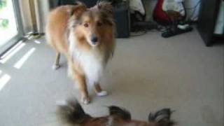 Sheltie Talk  Hear Our Shetland Sheepdogs Sing [upl. by Martz767]