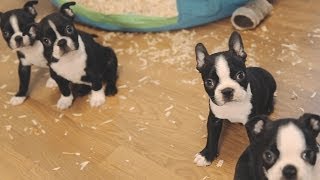 Boston Terrier Puppies  Week 6 [upl. by Nnylarat]