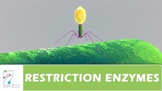 RESTRICTION ENZYMES [upl. by Tench]