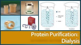 Protein Purification  Dialysis Principle Procedure and Factors affecting dialysis [upl. by Ahrat763]