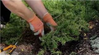 Garden Tips  How to Transplant Phlox Flowers [upl. by Arataj]