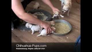 How To Wean Chihuahua Puppies  4 weeks old  First Solid Food [upl. by Aeneus994]