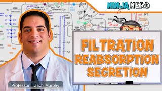 Renal  Filtration Reabsorption and Secretion Overview [upl. by Ellie173]