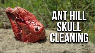 Ant Hill Skull Cleaning Does it work [upl. by Darius]