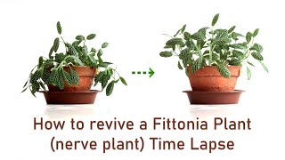 How to revive a limp droopy wilting dried Fittonia plant nerve plant time lapse [upl. by Entwistle651]