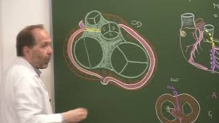 Thorax 5  Vascularisation du cœur Coronary arteries cardiac veins [upl. by Nomyar]