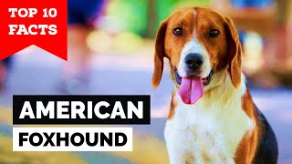 American Foxhound  Top 10 Facts [upl. by Kleper99]