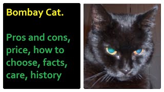 Bombay Cat Pros and Cons Price How to choose Facts Care History [upl. by Yllom]