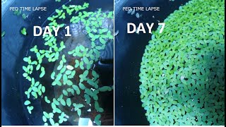 duckweed growth time lapse แหน [upl. by Robenia]