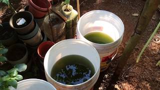 How to grow Green Water Algae [upl. by Galasyn]