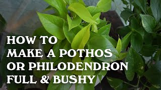 How to make a Pothos or Philodendron full and bushy Indoor Vine [upl. by Ruhl268]