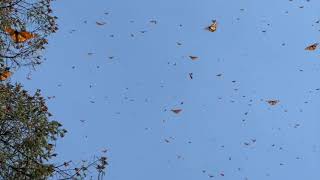 Monarch Butterfly Migration  Sanctuary in Michoacan Mexico [upl. by Notsob]