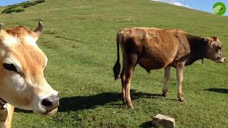 BEAUTIFUL COW VIDEO  COWS GRAZING amp MOOING  Cow Video [upl. by Warder]