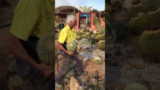 How to plant a cactus in the ground [upl. by Tris]